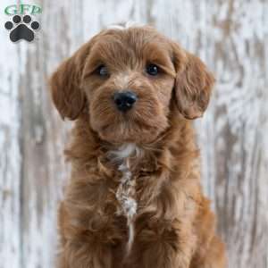 Stefanie, Mini Goldendoodle Puppy